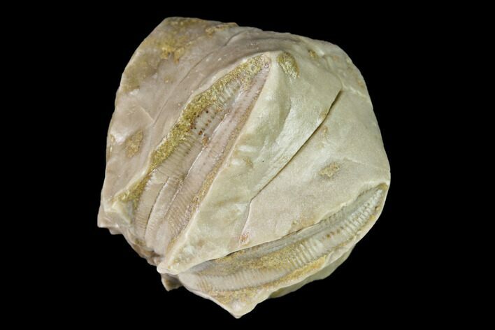 Blastoid (Pentremites) Fossil - Tennessee #142119